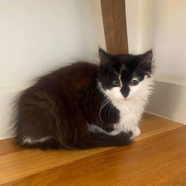 Photo of Gnocchi   Located In Kew