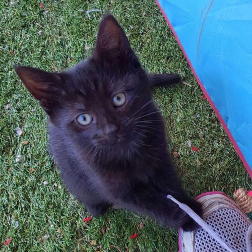 Groot **2nd Chance Cat Rescue**