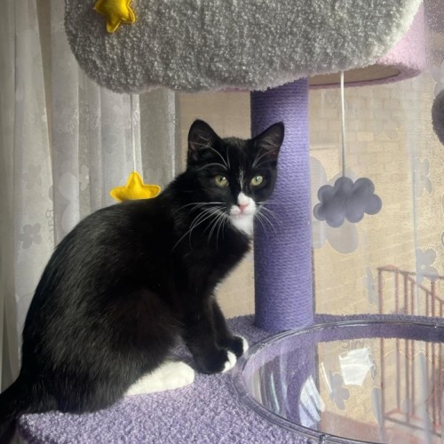 Juniper Labonno **2nd Chance Cat Rescue**