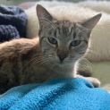 Photo of Peaches