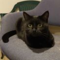 Photo of Lowanna **2nd Chance Cat Rescue**