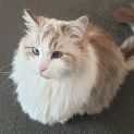 Photo of Beela