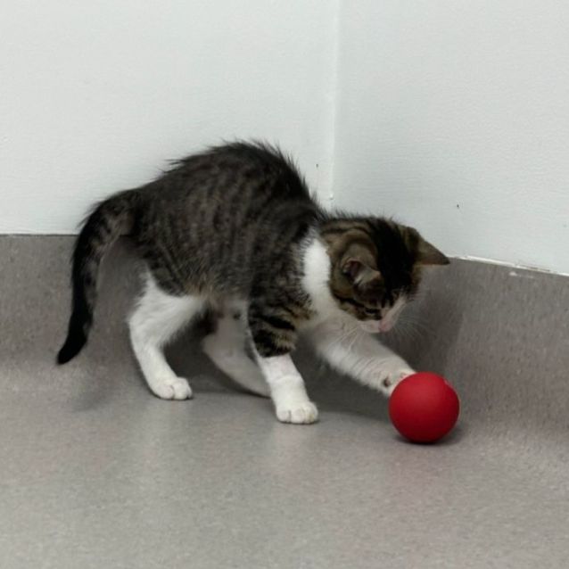 Photo of Kahuna   Located In Kew