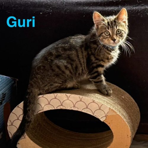 Guri**2nd Chance Cat Rescue**