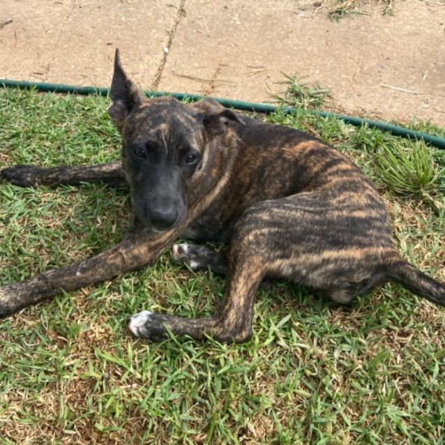 Photo of Ace And Xena 