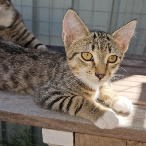 Greta **2nd Chance Cat Rescue**