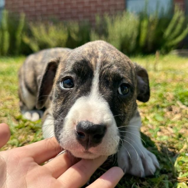 Champagne blue staffordshire bull terrier outlet