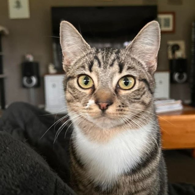 Photo of Olympia And Lisa **2nd Chance Cat Rescue**