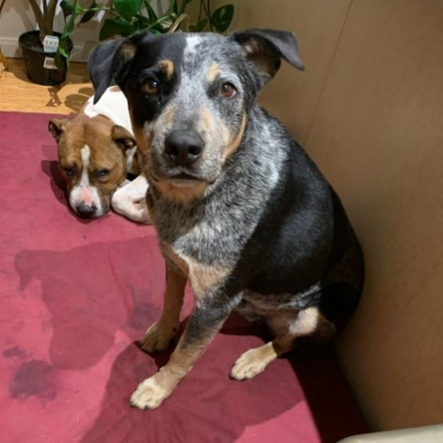 Photo of Bazza ~ 6yr Old Cattle Dog (On Hold 20/05/2022)