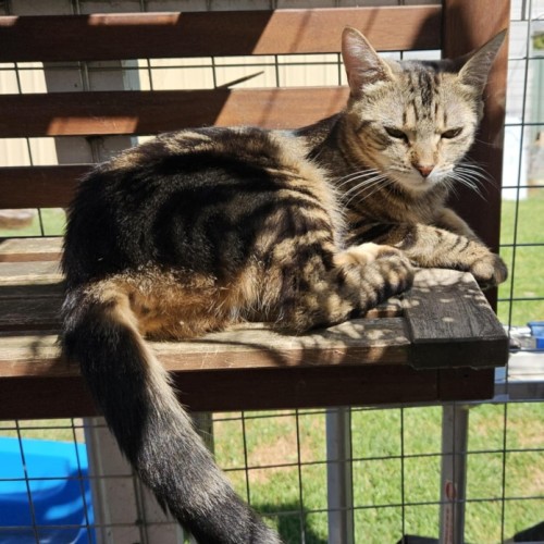 Debbie **2nd Chance Cat Rescue**