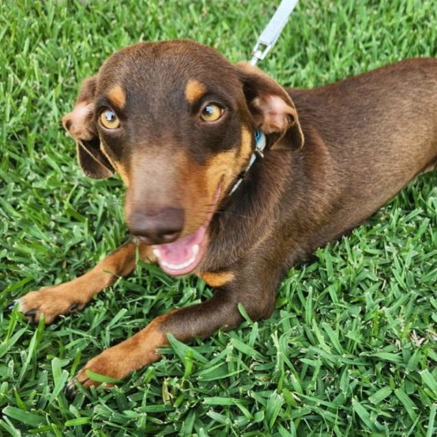 Photo of Rusty