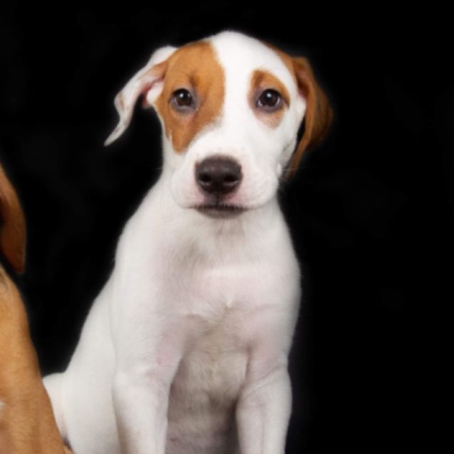 Photo of Foxtrot