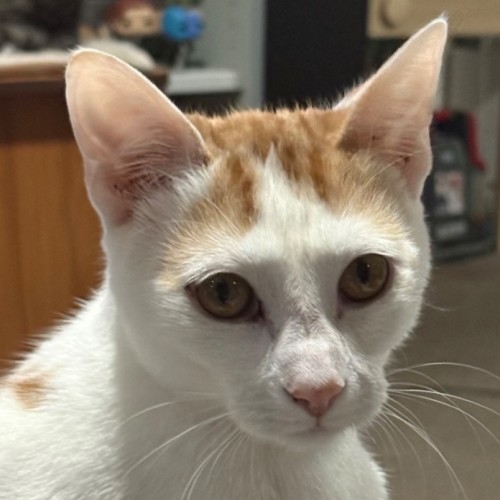 Bean **2nd Chance Cat Rescue**