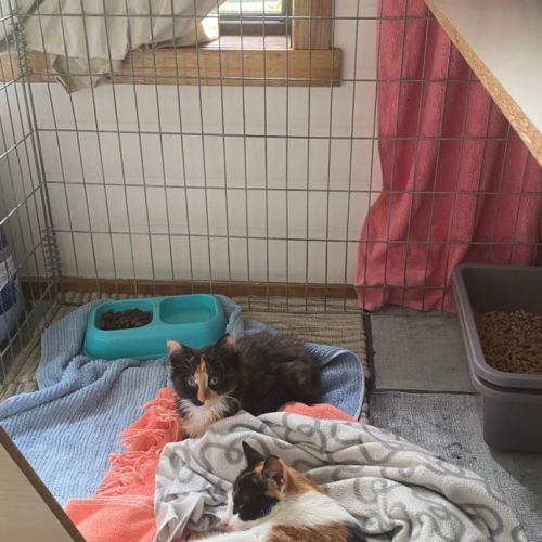 Valerie**2nd Chance Cat Rescue**