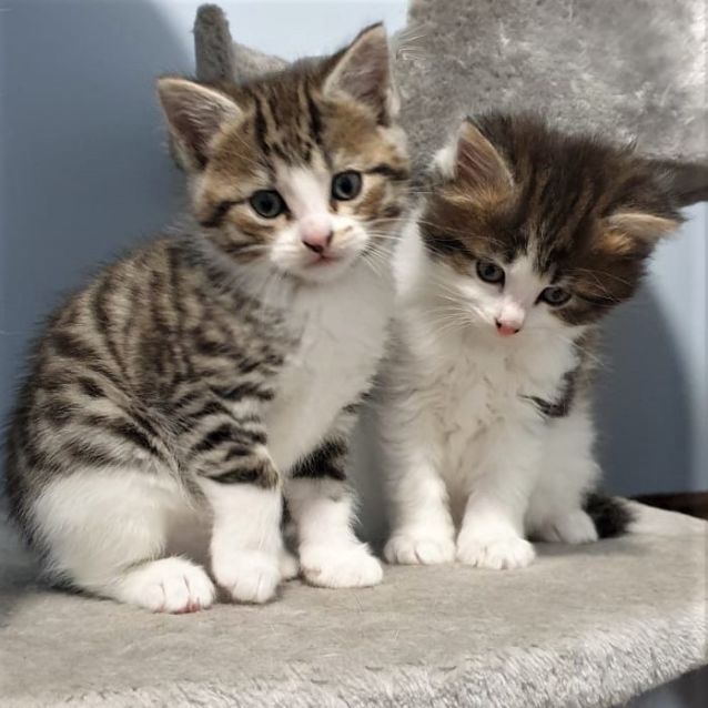 Photo of Bertie & Bean ^^Dandy Cat Rescue^^