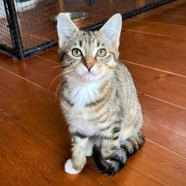 Photo of Tangerine ^^Dandy Cat Rescue^^