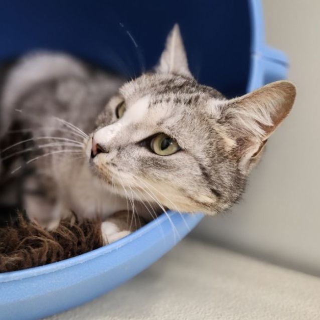 Photo of 🧇 Waffles F02550 🧇