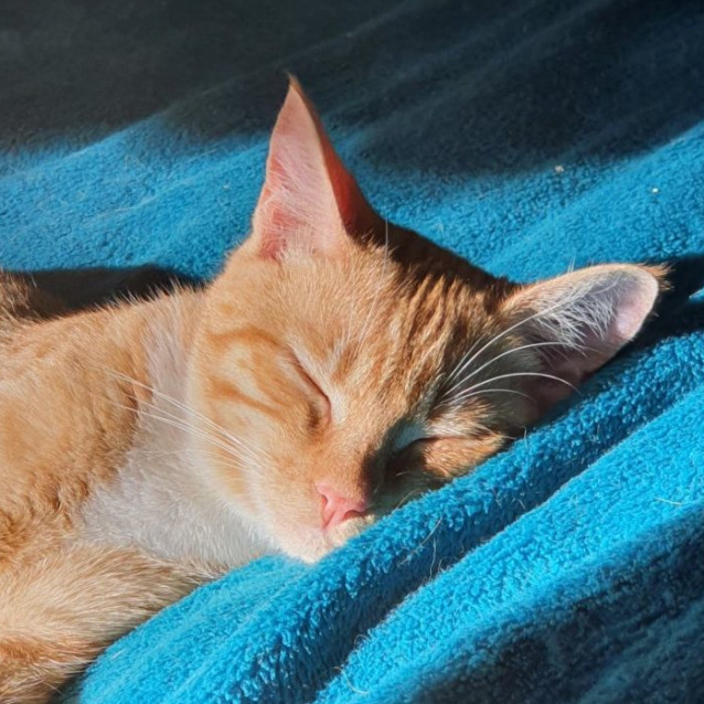 Photo of Shelby ^^Dandy Cat Rescue^^