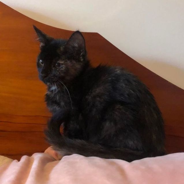 Photo of Sofie**2nd Chance Cat Rescue**