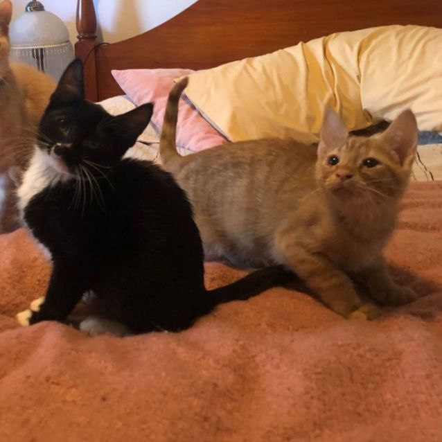 Photo of Francis **2nd Chance Cat Rescue**