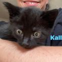 Photo of Kalluk**2nd Chance Cat Rescue**
