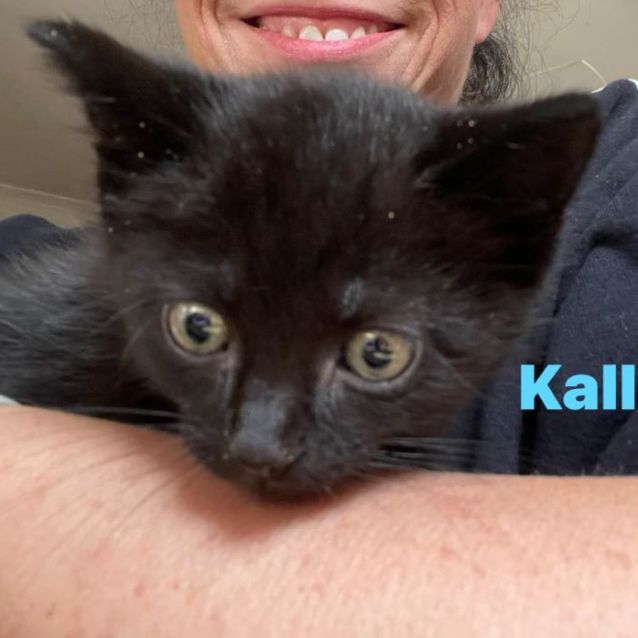 Photo of Kalluk**2nd Chance Cat Rescue**