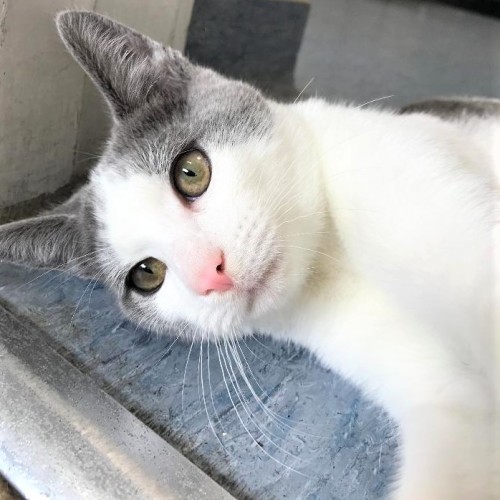 Ron ^Dandy Cat Rescue^