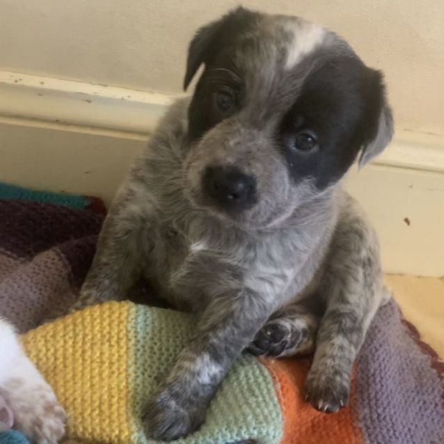Photo of Stumpy Tail Cattle Puppies