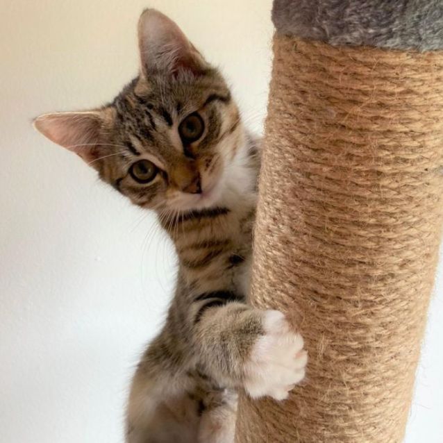 Photo of Tangerine ^^Dandy Cat Rescue^^