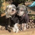 Photo of Tillie & Aisla Chinese Crested