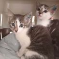 Photo of Wynter **2nd Chance Cat Rescue**