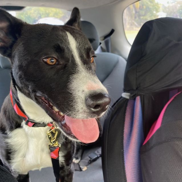 Photo of Danny (On Adoption Trial)