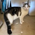 Photo of Kitty