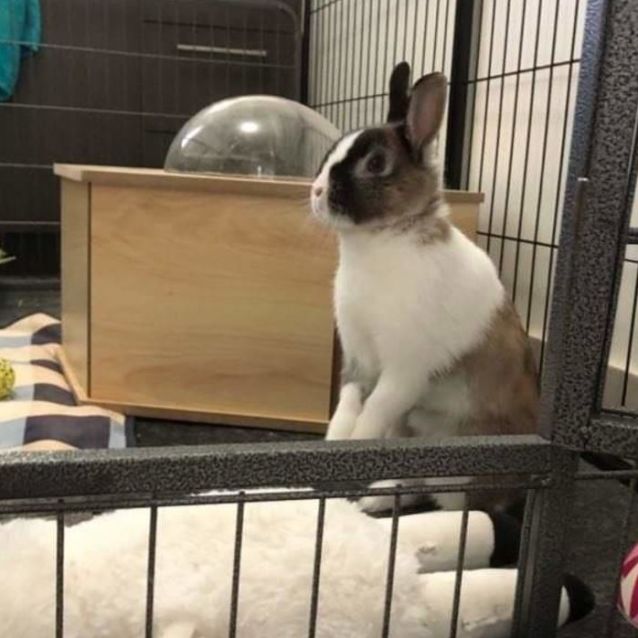 Photo of 🐰Fern🐰 (Located In Mount Eliza)