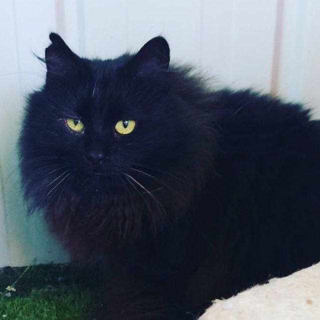 Photo of  Miko 🐈‍⬛