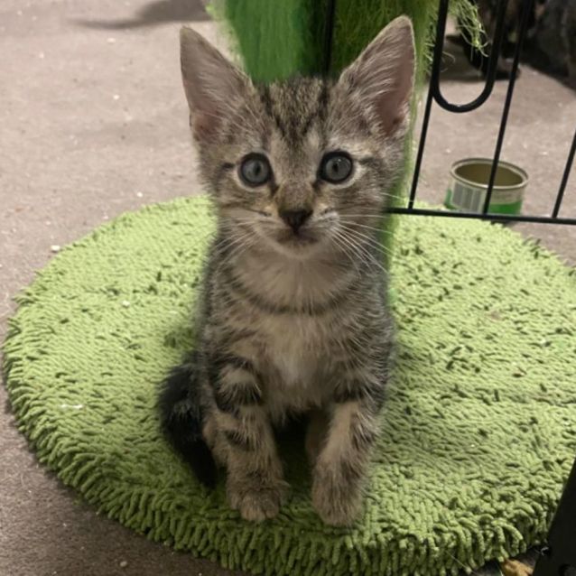 Photo of Goblin **2nd Chance Cat Rescue**