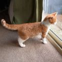 Photo of Pumpkin