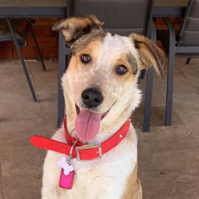 Photo of Sparky Dl2565