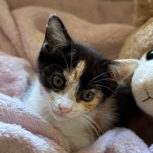 No photo for Marceline