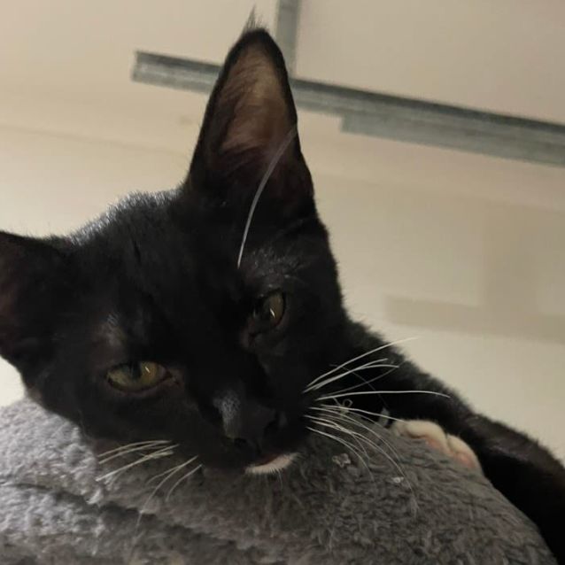 Photo of Sockzy (Jefferson)