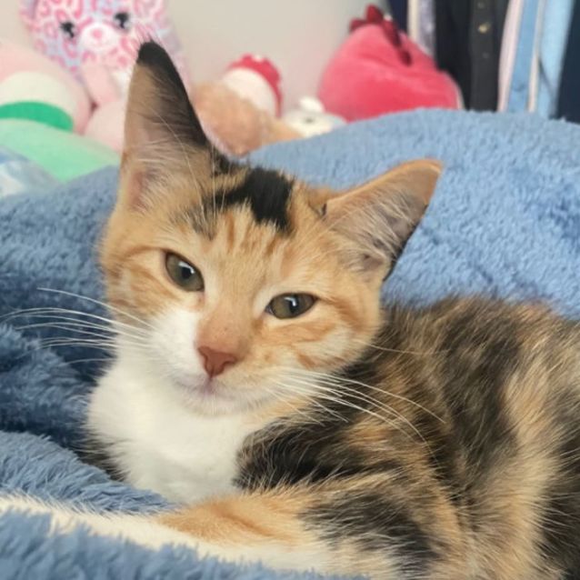 Photo of Kiri **2nd Chance Cat Rescue**