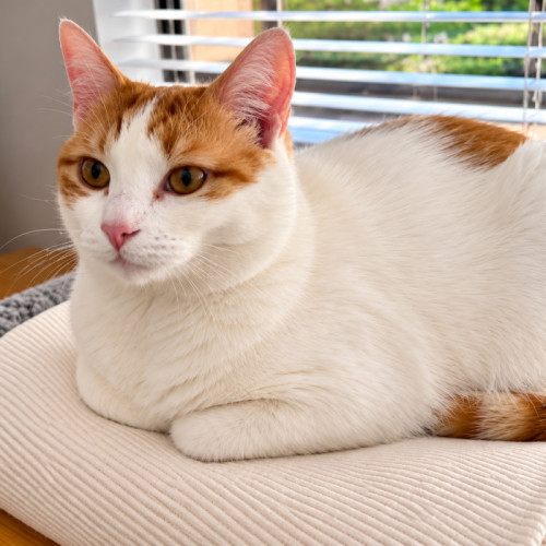 Leo