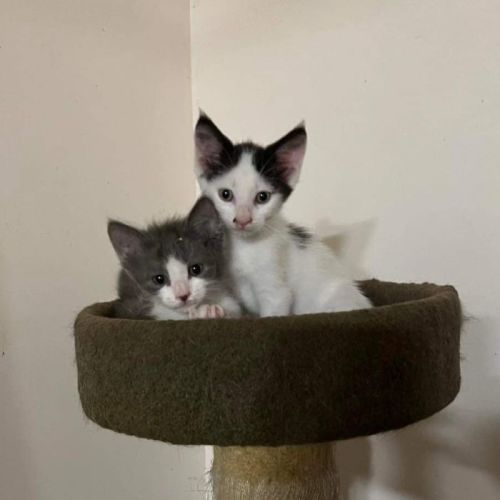 Small Paws Animal Rescue QLD PetRescue