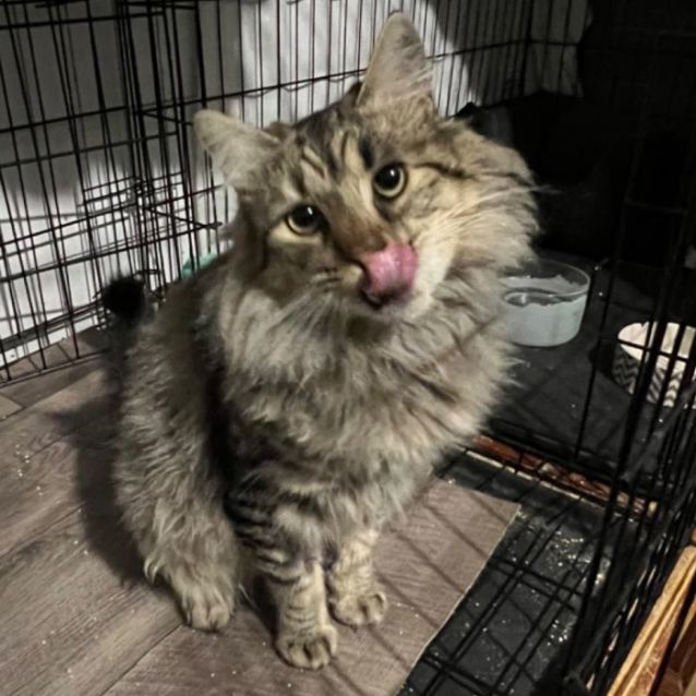 Photo of Koda