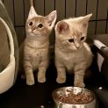 Photo of Oakie **2nd Chance Cat Rescue**
