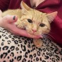 Photo of Goldie