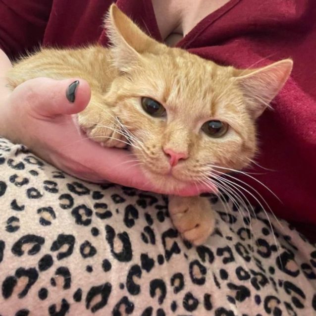 Photo of Goldie