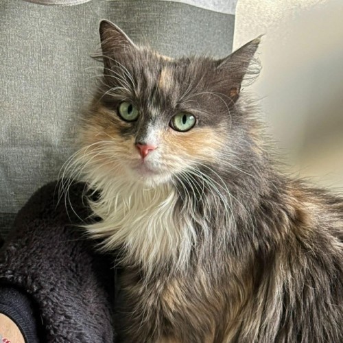 No photo for Elektra