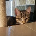 Photo of Chilli **2nd Chance Cat Rescue**