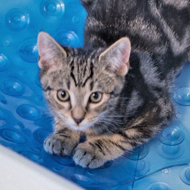 Photo of Braveheart ^^Dandy Cat Rescue^^